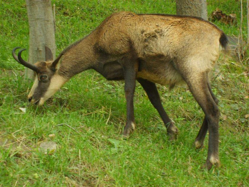 deer from the gran paradiso park