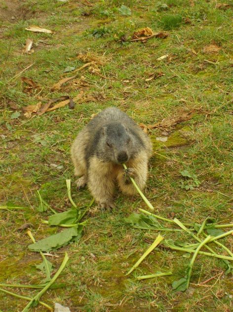 Marmotta from the Grand Paridiso