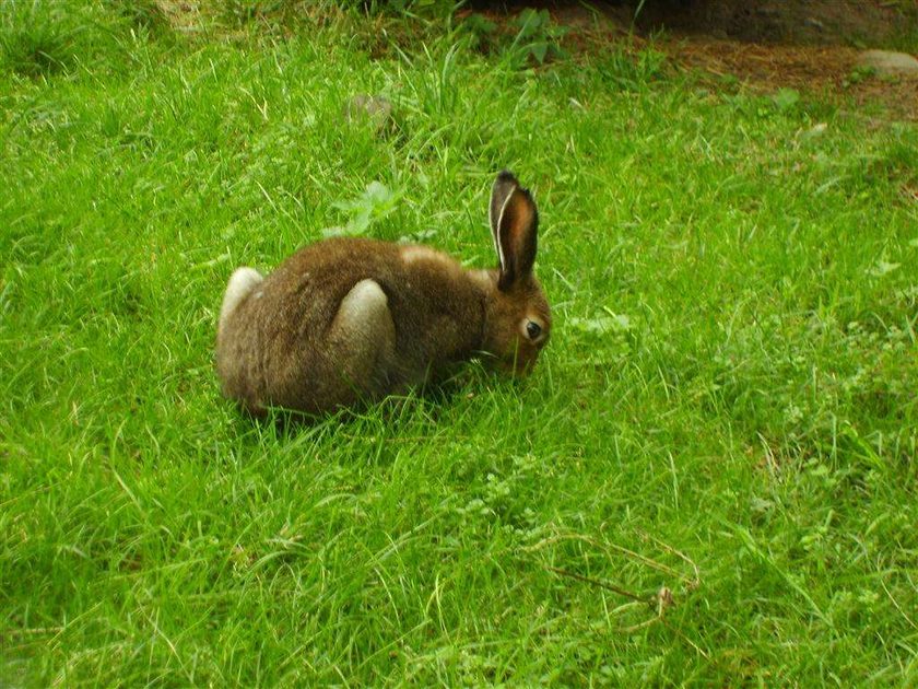 Hare from the Grand Paridiso