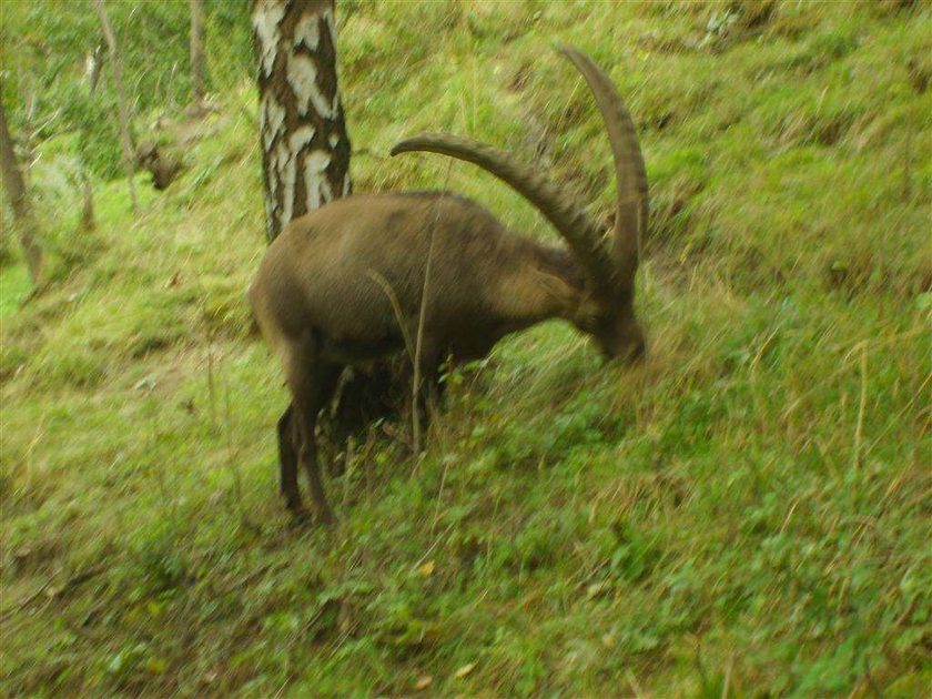 Chamois from the Grand Paridiso