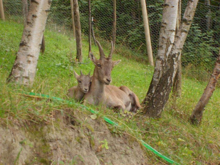 Mother and baby from the Parc