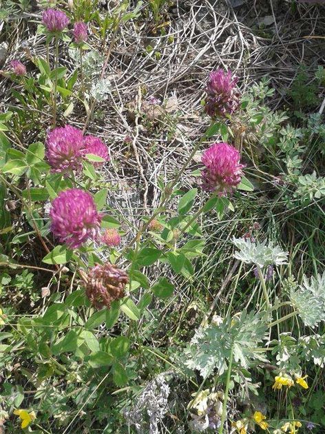Mountain Flora