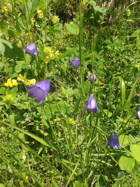 Mountain Flora