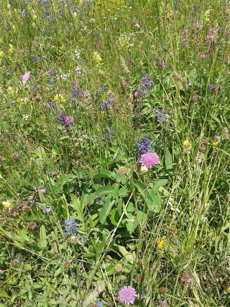 Mountain Flora