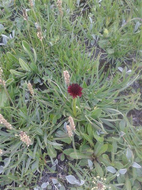Flora above 2000 metres