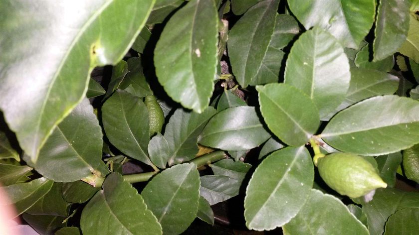 Growing lemons at the chalet