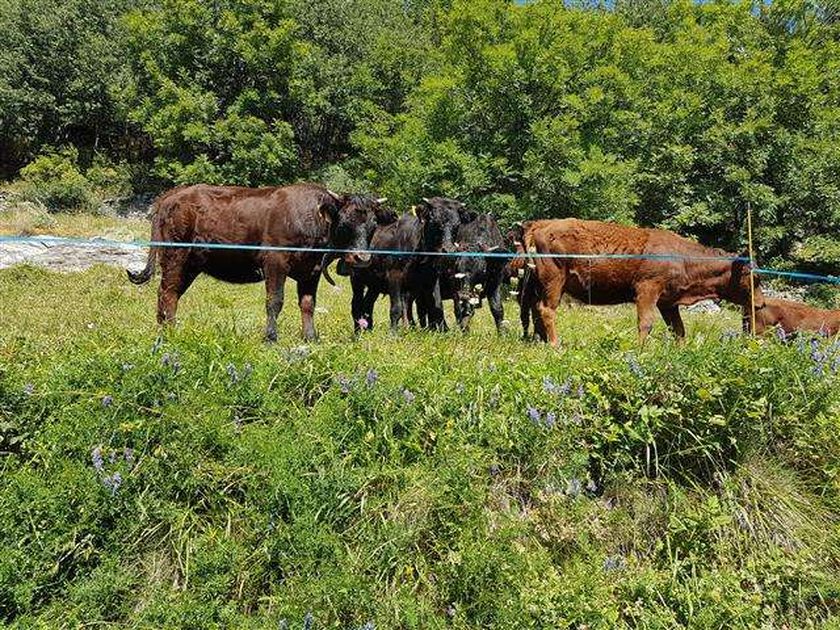 The local cows grown in the Aosta Valley